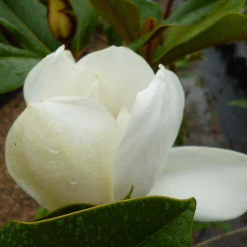  Magnolia Grandiflora Galissonnière