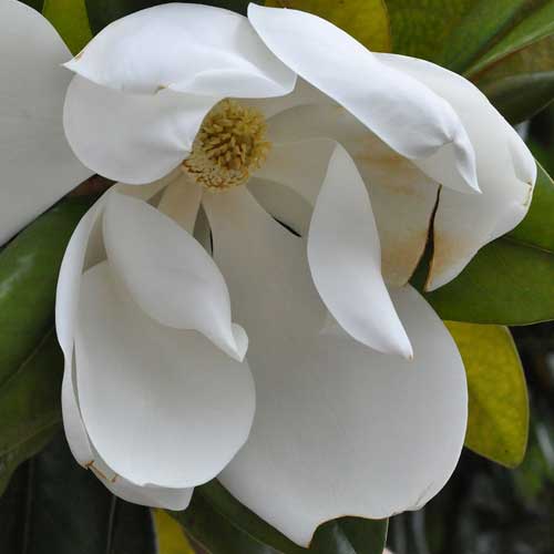  Magnolia Grandiflora Galissonnière