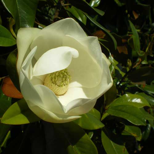  Magnolia Grandiflora Galissonnière