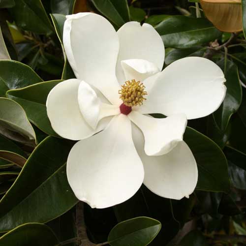  Magnolia Grandiflora Galissonnière