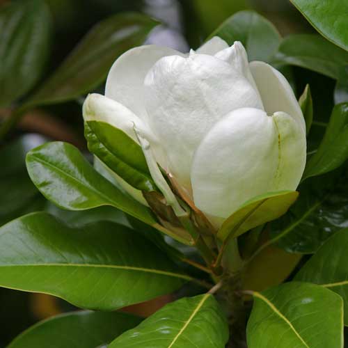  Magnolia Grandiflora Galissonnière