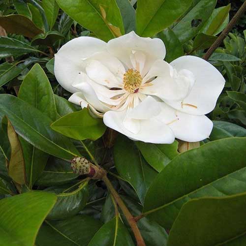  Magnolia Grandiflora Galissonnière