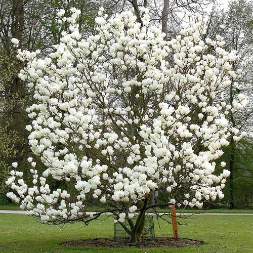  Magnolia X Soulangeana Lennei Alba