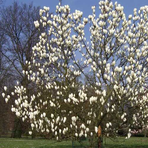  Magnolia X Soulangeana Lennei Alba