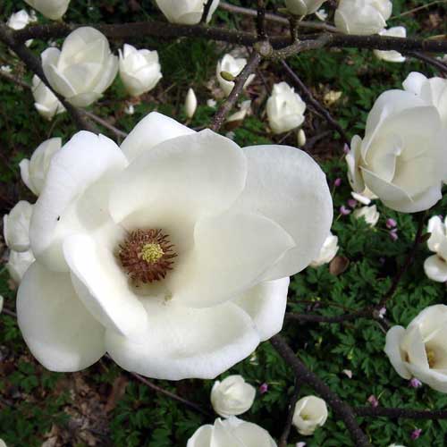  Magnolia X Soulangeana Lennei Alba