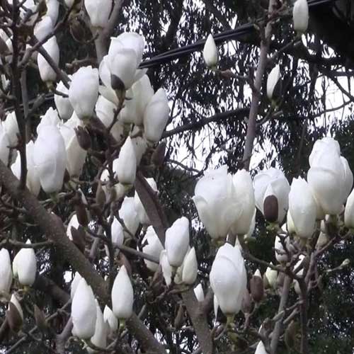  Magnolia X Soulangeana Lennei Alba