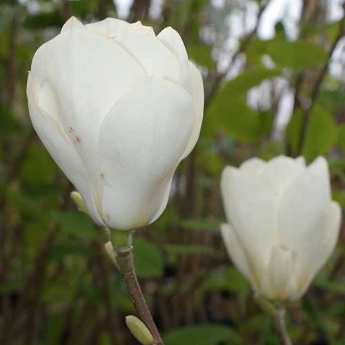  Magnolia X Soulangeana Lennei Alba