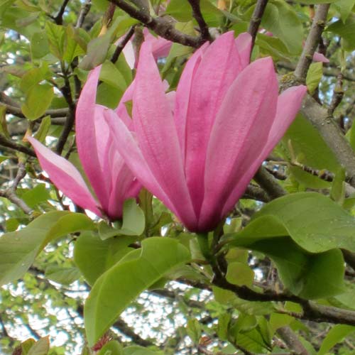 Magnolia Galaxy