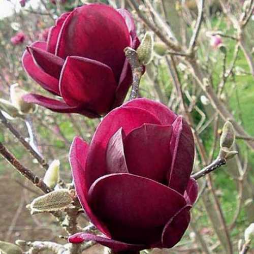  Magnolia X Soulangeana Lilliflora Genie
