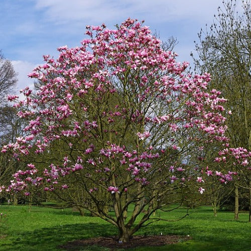  Magnolia Liliiflora X Campbellii Star Wars
