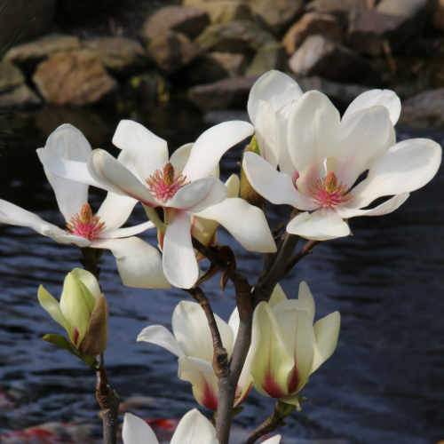  Magnolia Denudata Sunrise