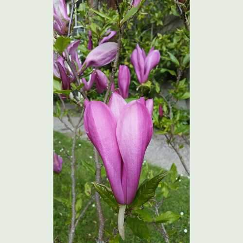  Magnolia Susan