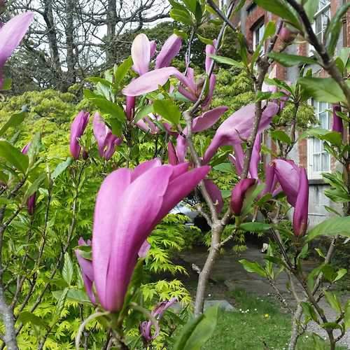  Magnolia Susan