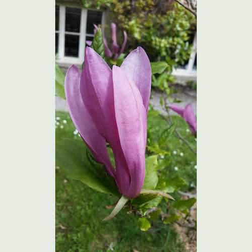  Magnolia Susan