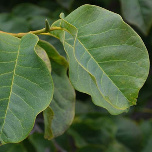  Magnolia Campbellii