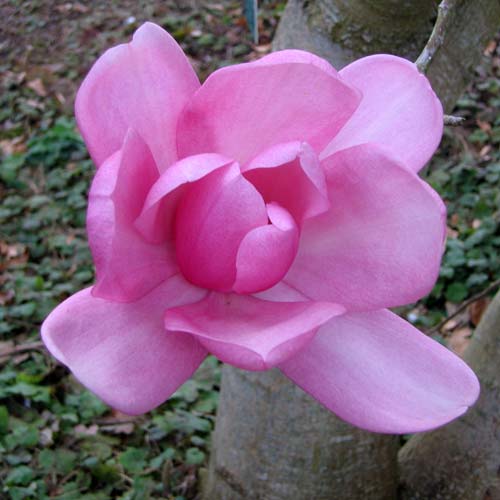  Magnolia Campbellii