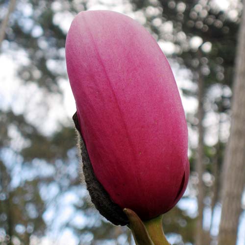  Magnolia Campbellii