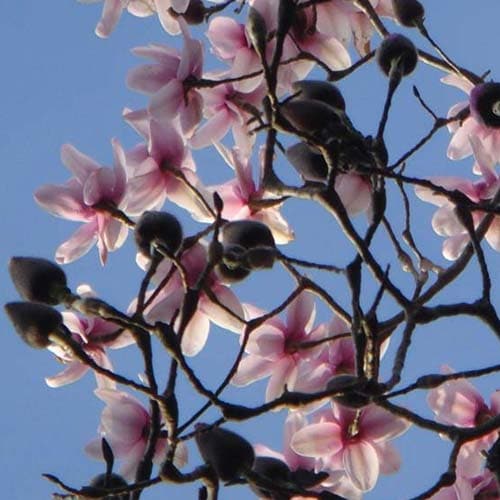  Magnolia Campbellii