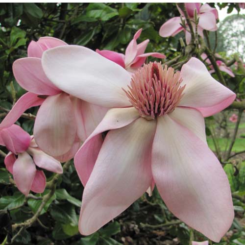  Magnolia Campbellii