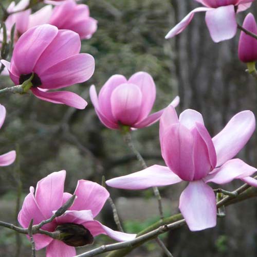  Magnolia Campbellii