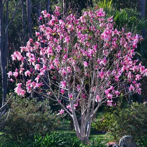  Magnolia Campbellii
