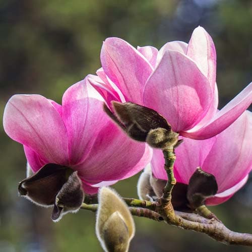  Magnolia Campbellii