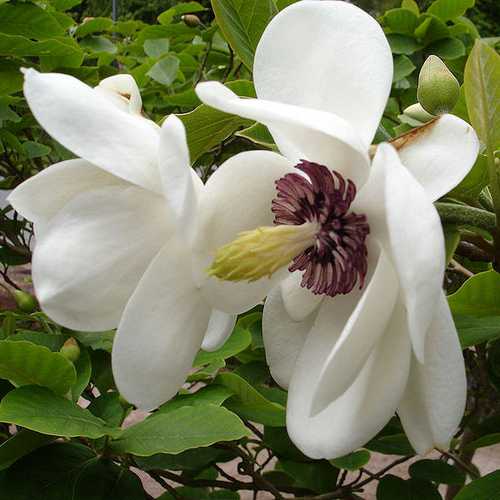  Magnolia Sieboldii