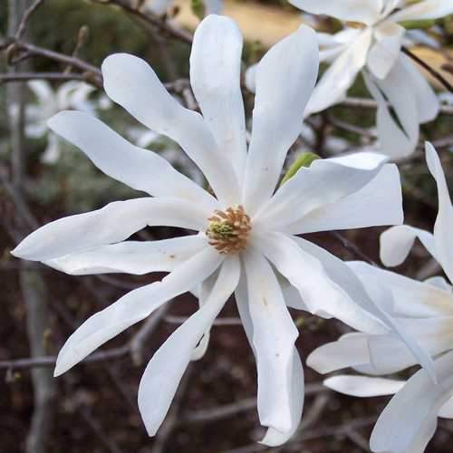  Magnolia Stellata
