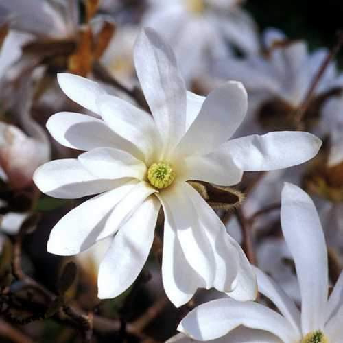  Magnolia Stellata