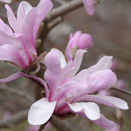  Magnolia X Loebneri Leonard Messel