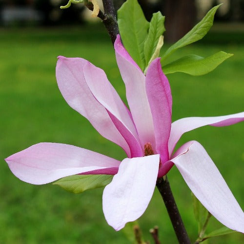  Magnolia Betty