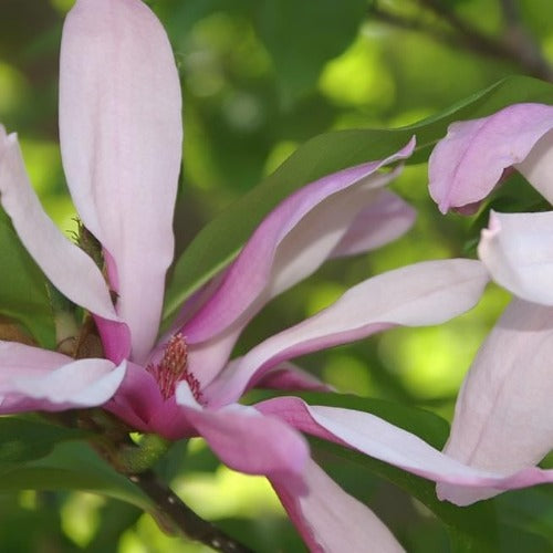  Magnolia Betty