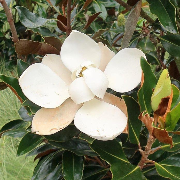  Magnolia Grandiflora Little Gem