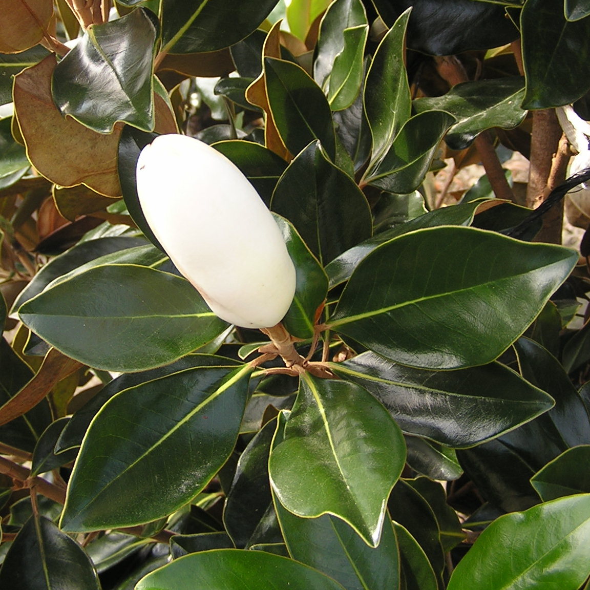  Magnolia Grandiflora Little Gem