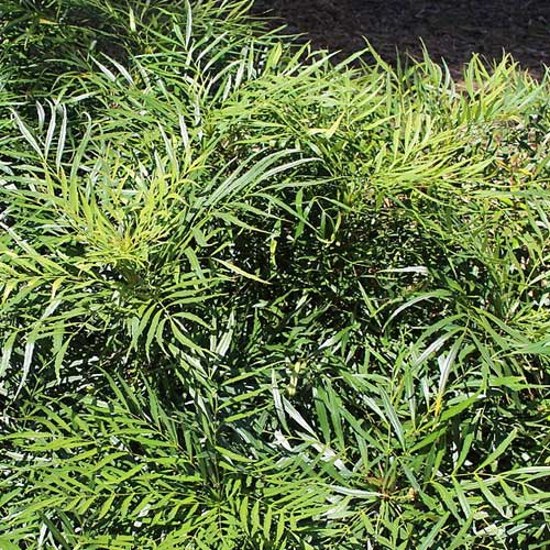  Mahonia Eurybracteata Soft Caress