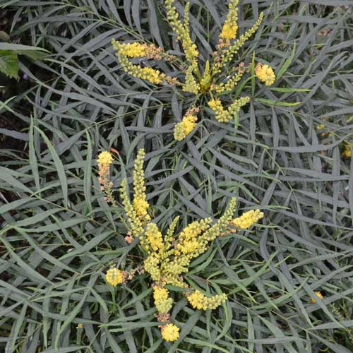  Mahonia Eurybracteata Soft Caress