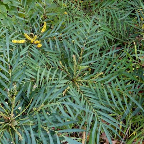  Mahonia Eurybracteata Soft Caress