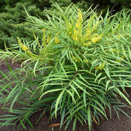  Mahonia Eurybracteata Soft Caress