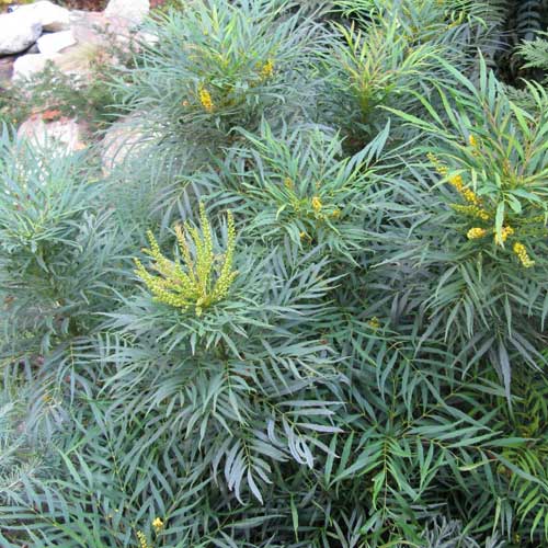  Mahonia Eurybracteata Soft Caress