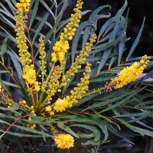  Mahonia Eurybracteata Soft Caress