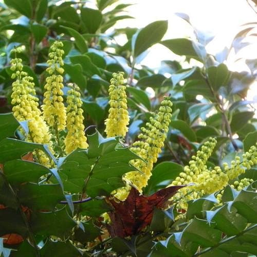  Mahonia X Media Charity