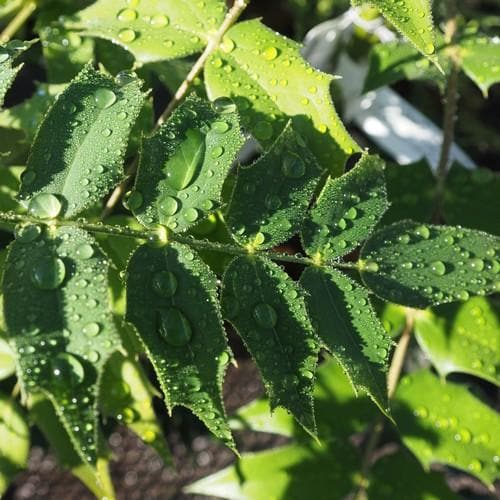  Mahonia X Media Charity