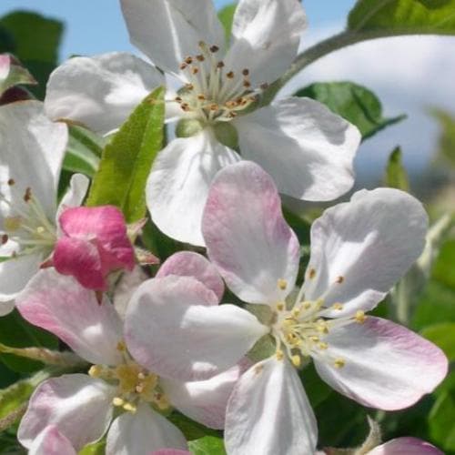  Malus Gorgeous - Flowering Crab Apple