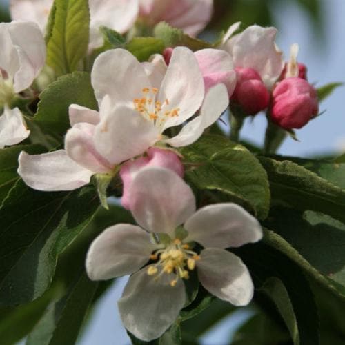  Malus John Downie