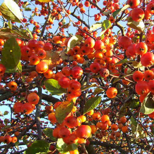  Malus Evereste