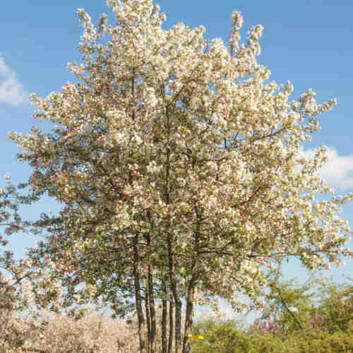 Malus Evereste