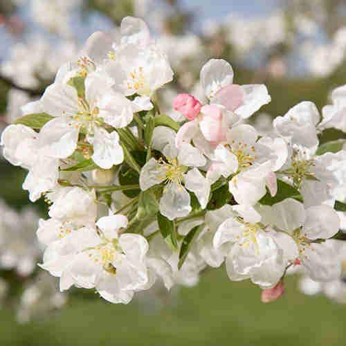  Malus Evereste