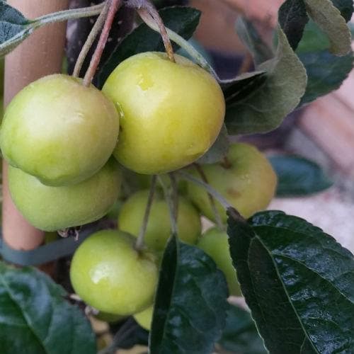  Malus X Zumi Golden Hornet AGM - Flowering Crab Apple