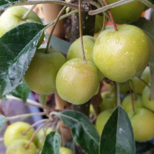  Malus X Zumi Golden Hornet AGM - Flowering Crab Apple
