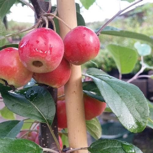  Malus Gorgeous - Flowering Crab Apple